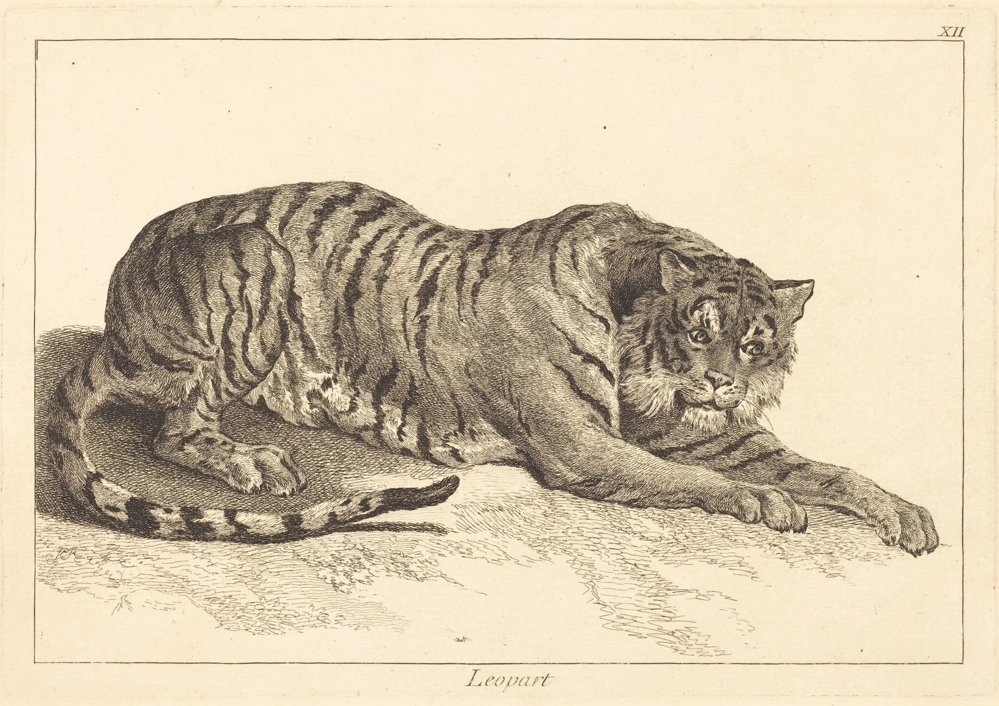 Leopart (Leopard or Tiger), detail