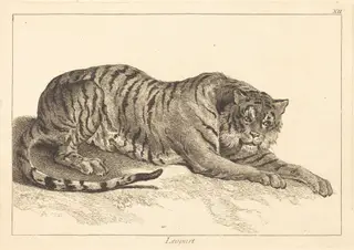 Leopart (Leopard or Tiger), by Jacques-Philippe Le Bas, ink, 1745