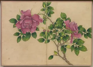 Desk Album: Flower and Bird Paintings (Rose), by Zhang Ruoai, unspecified, 1704