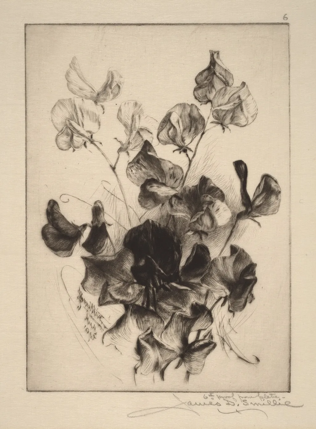 Sweet Peas, by James David Smillie, ink, 1891
