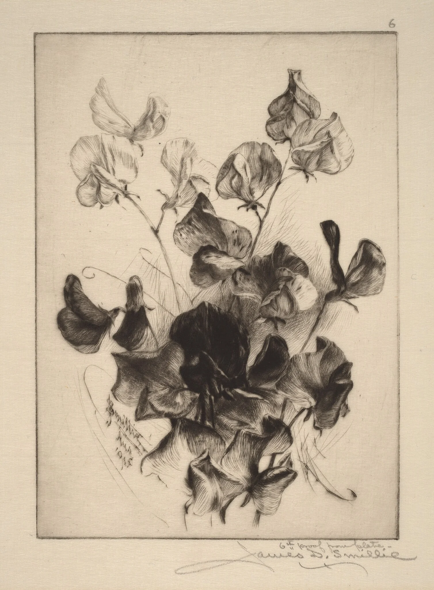 Sweet Peas, detail