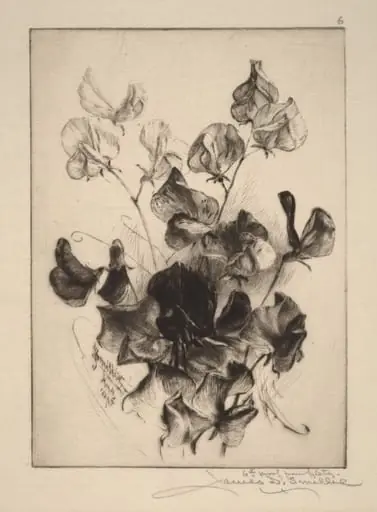 Sweet Peas, by James David Smillie, ink, 1891
