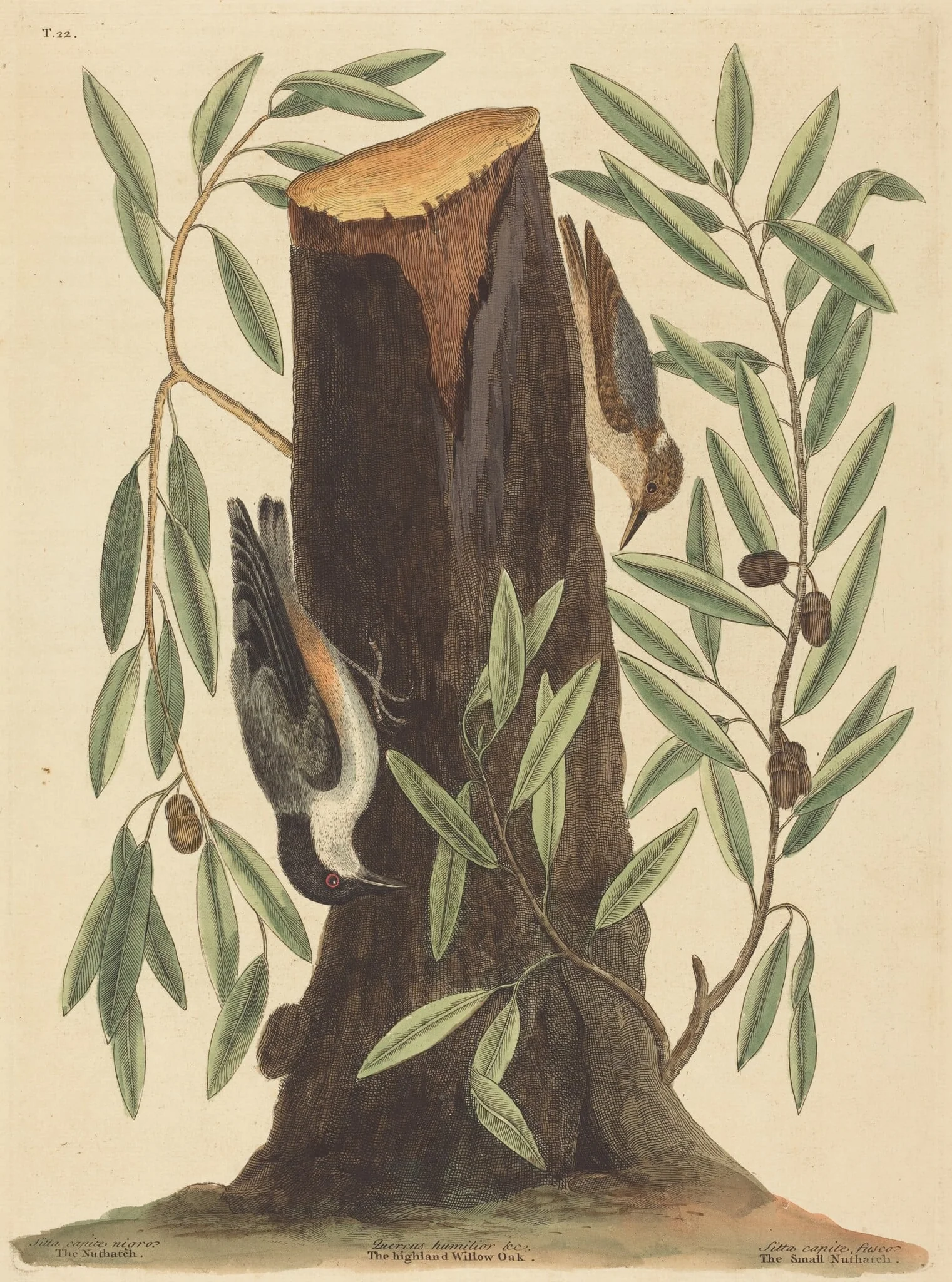 The Nuthatch (Sitta Europaea), detail