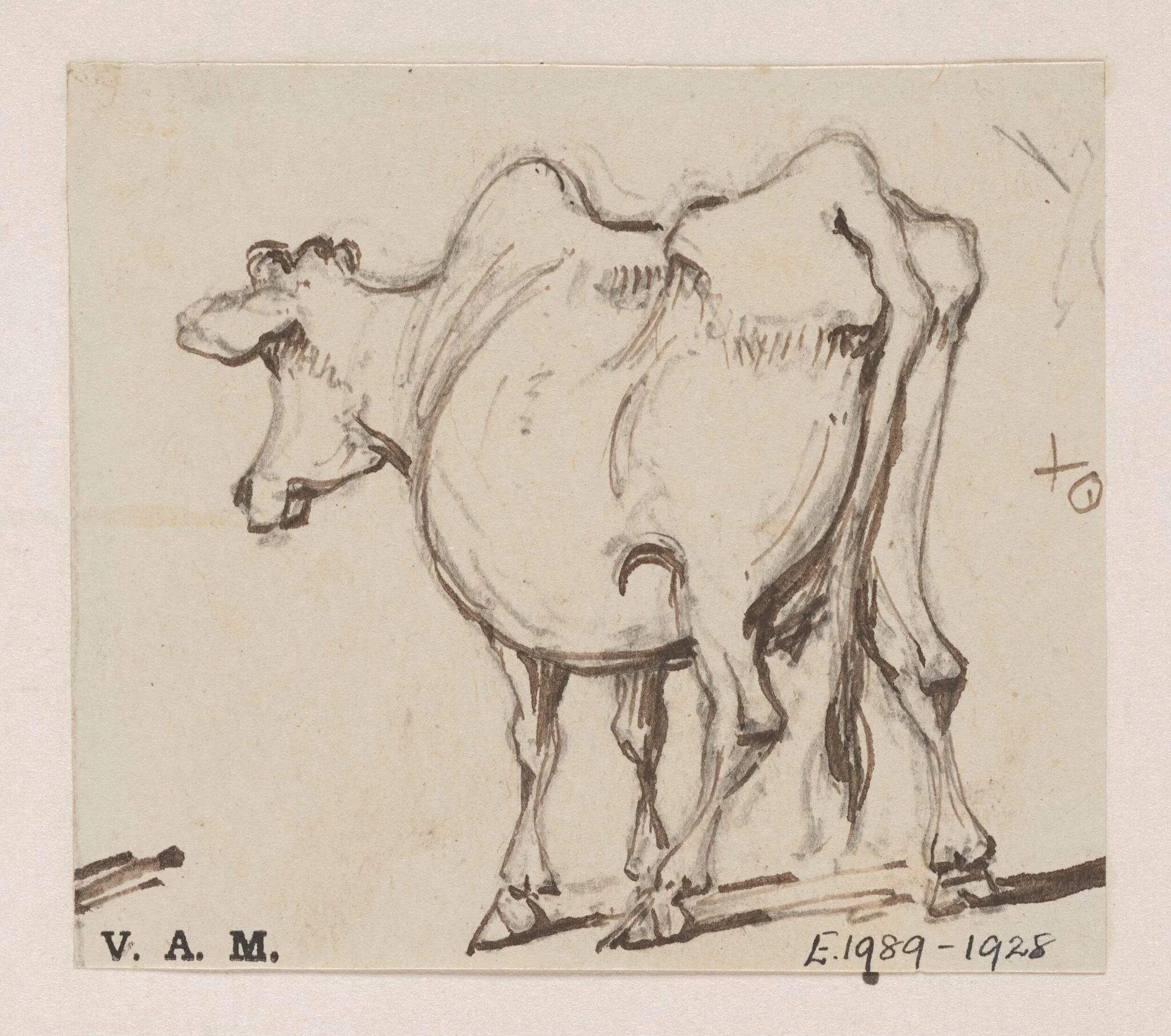 A cow, detail