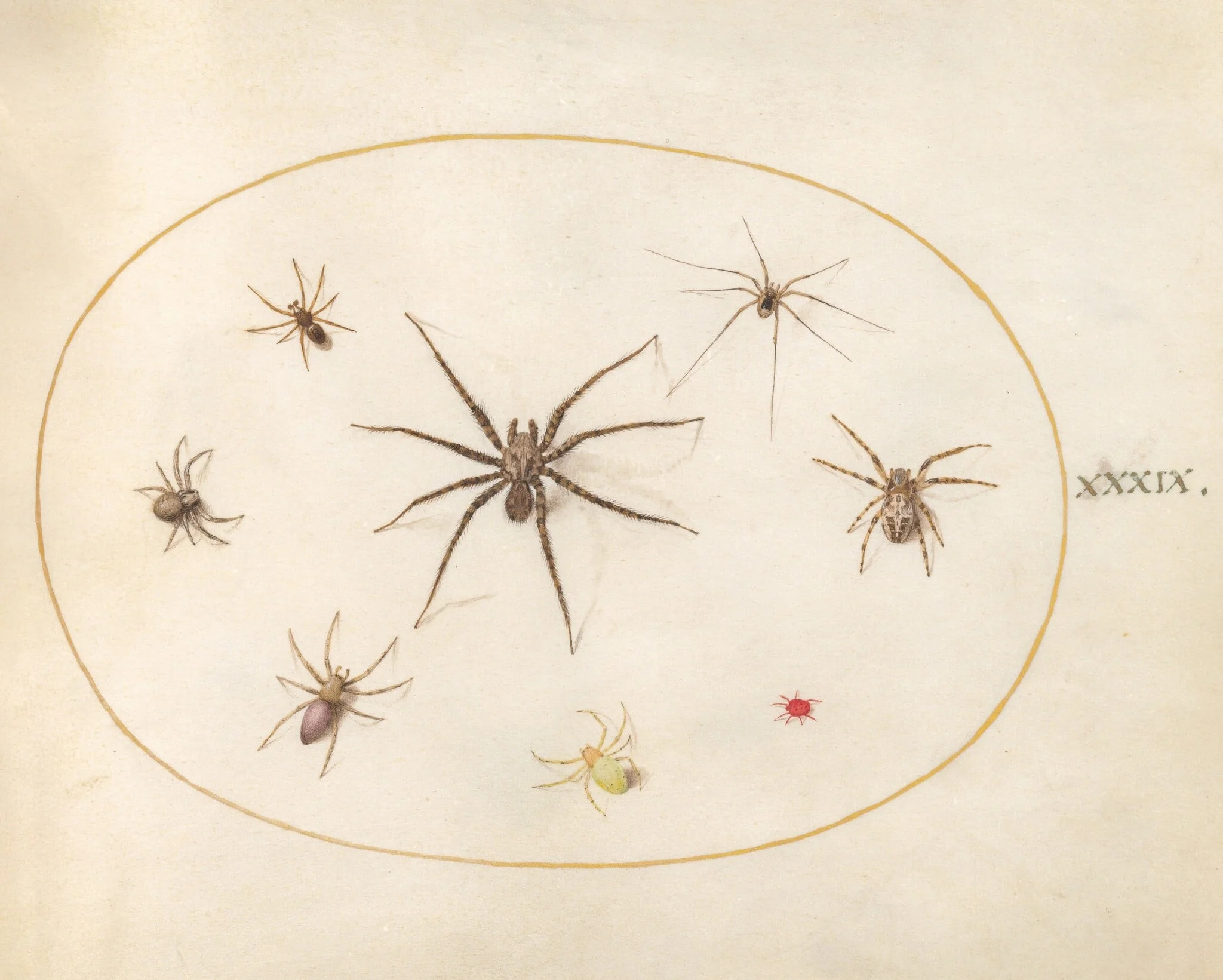 Plate 39: Eight Spiders, detail