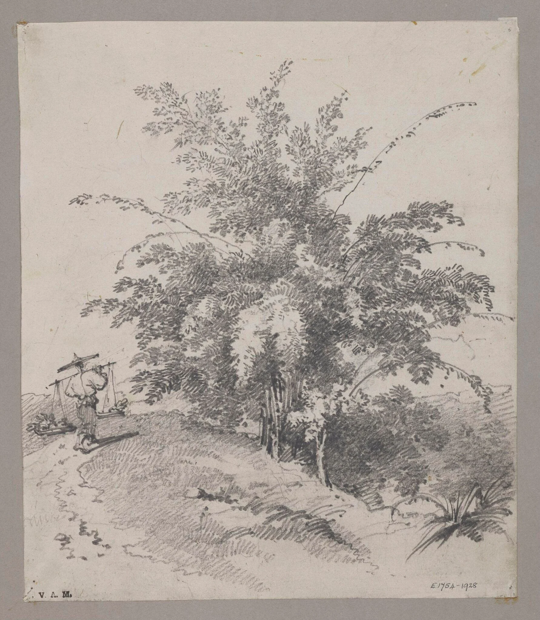 Bamboo tree, detail