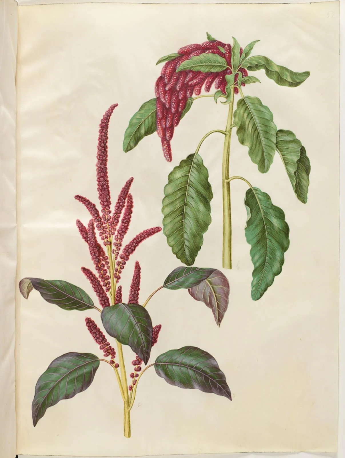 Amaranthus cruentus (rød amarant); Amaranthus caudatus (rævehale-amarant), detail