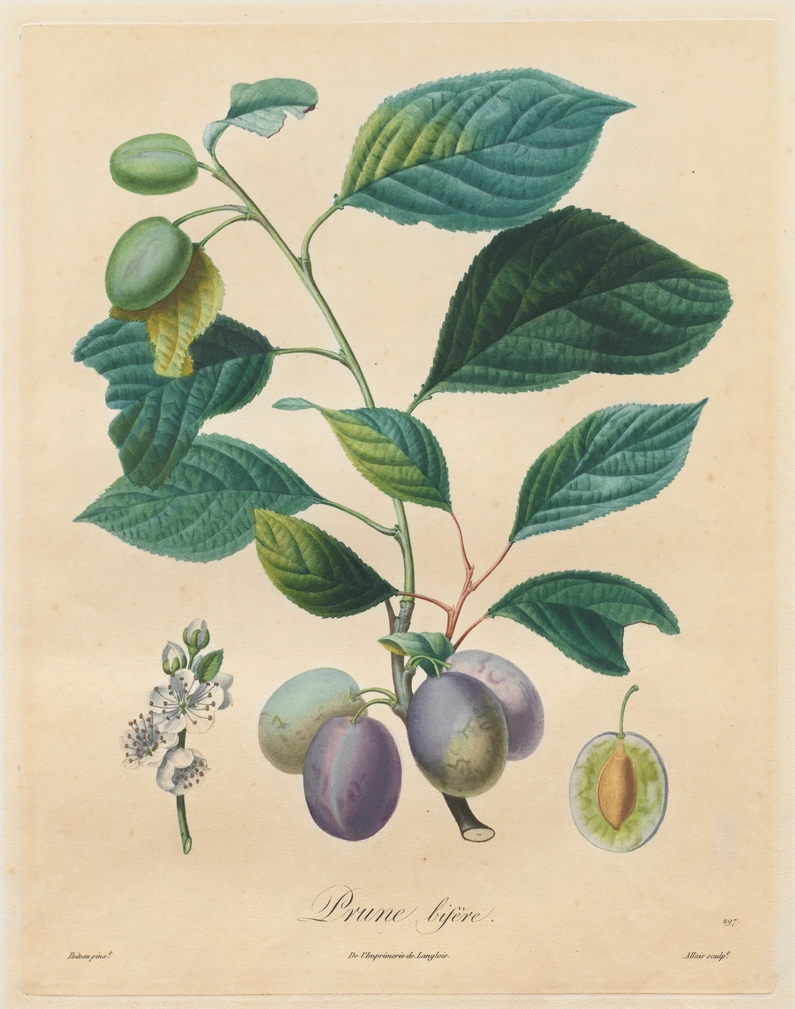 Traité des arbres fruitiers: Prune bifère, detail