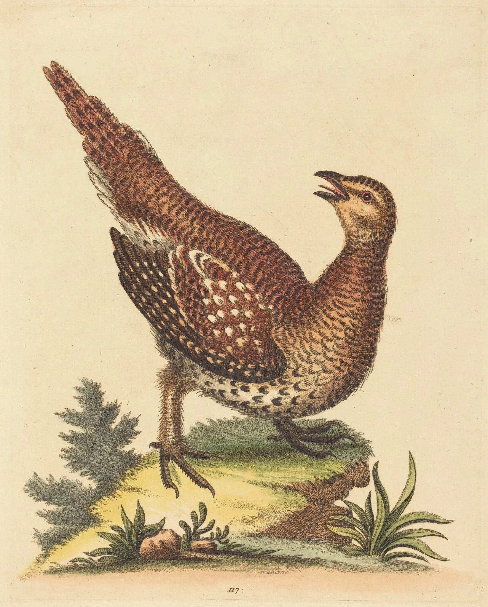 Brown Speckled Bird, detail