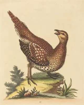 Brown Speckled Bird, by George Edwards, ink, 1734