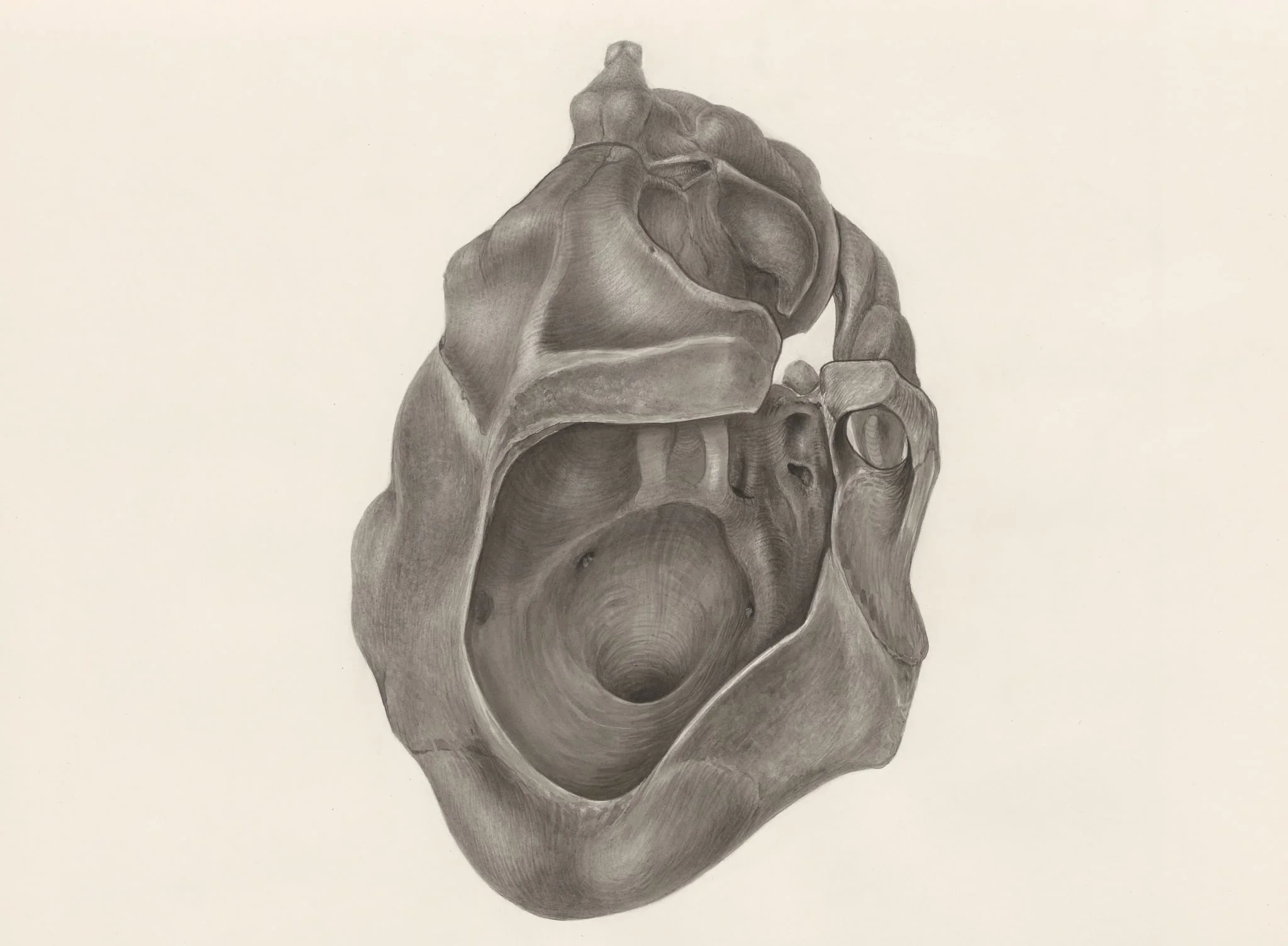 Deformed skull, seen from below, detail