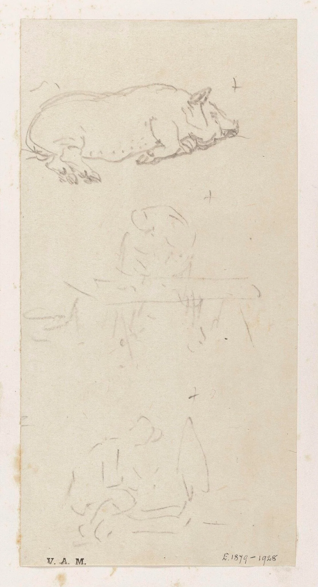 A pig lying on its side, detail