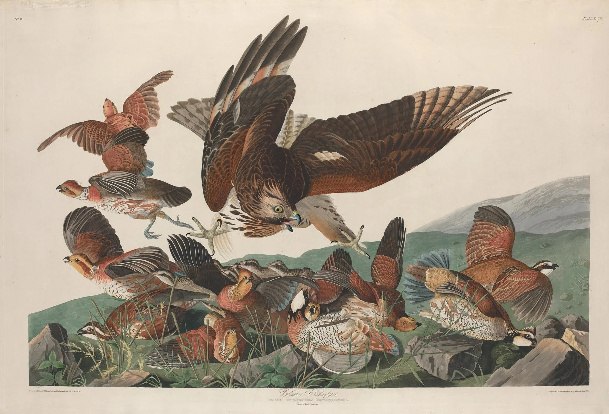 Virginian Partridge, detail