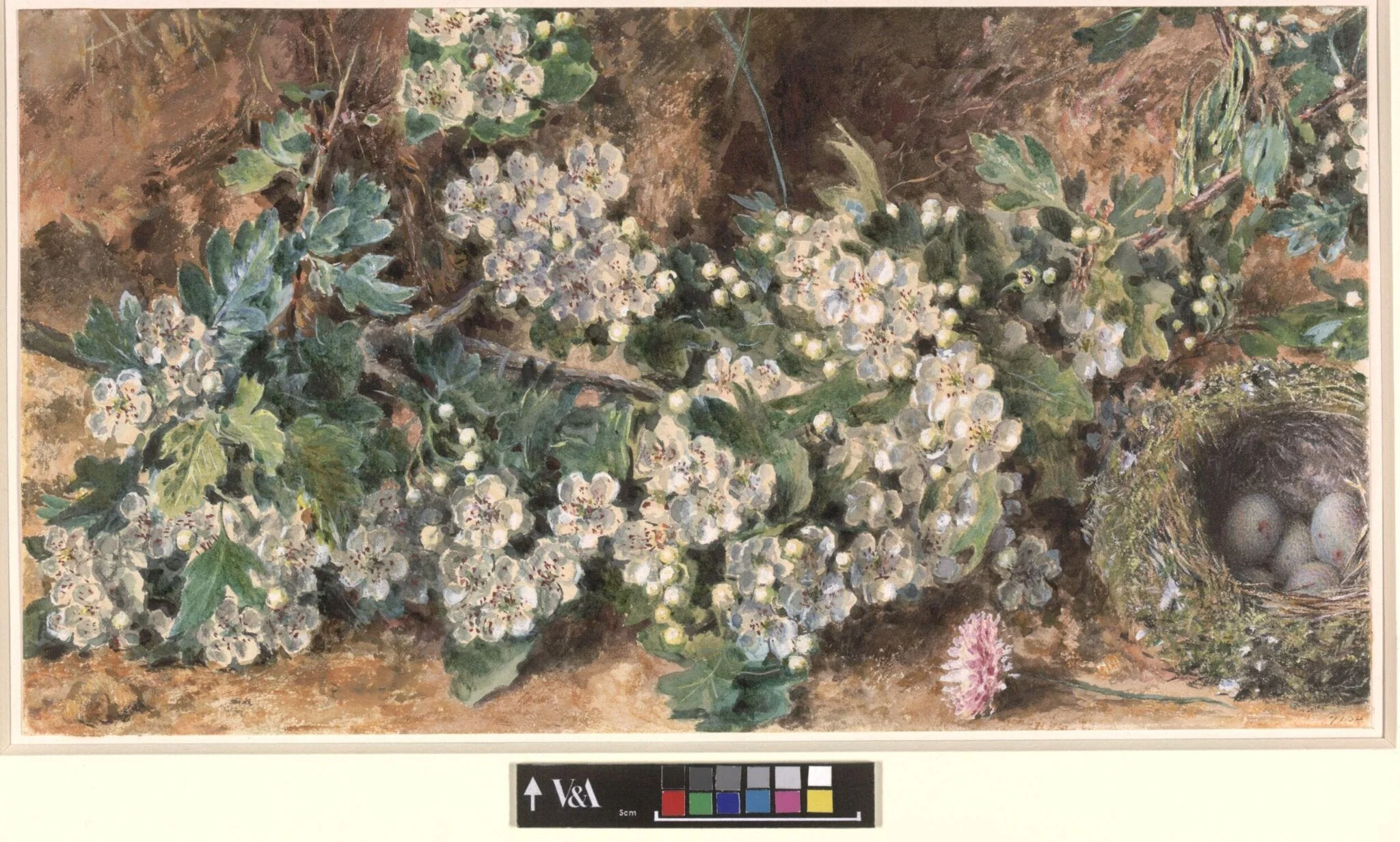 Hawthorn Blossoms and Bird's Nest, detail