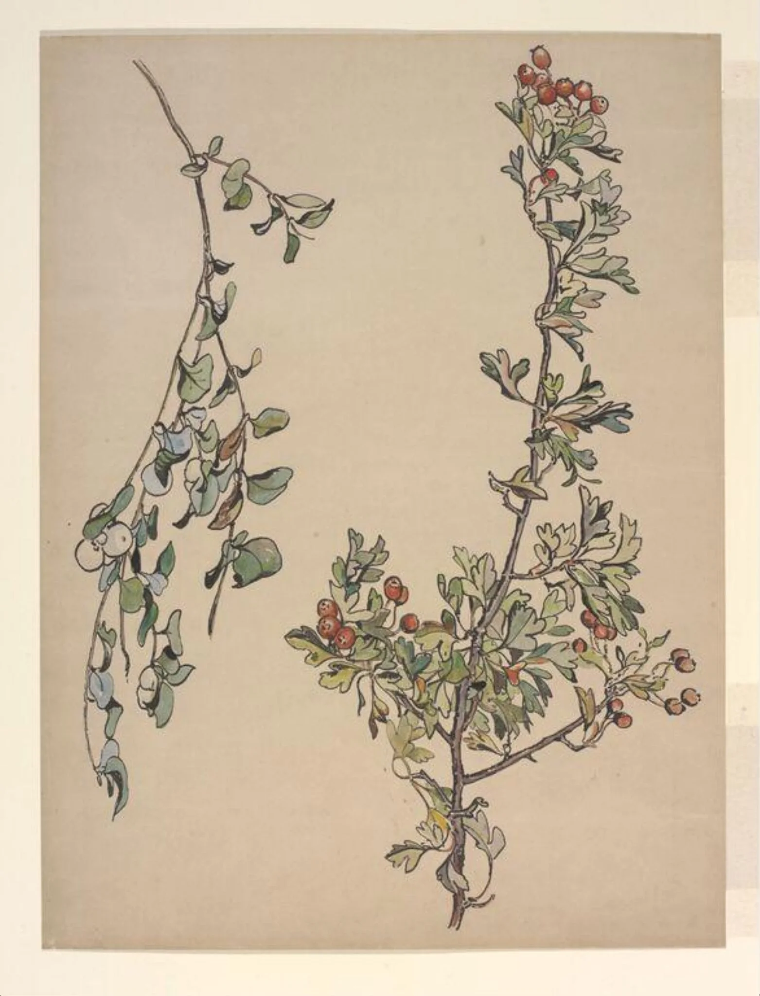 Autumn berries, detail