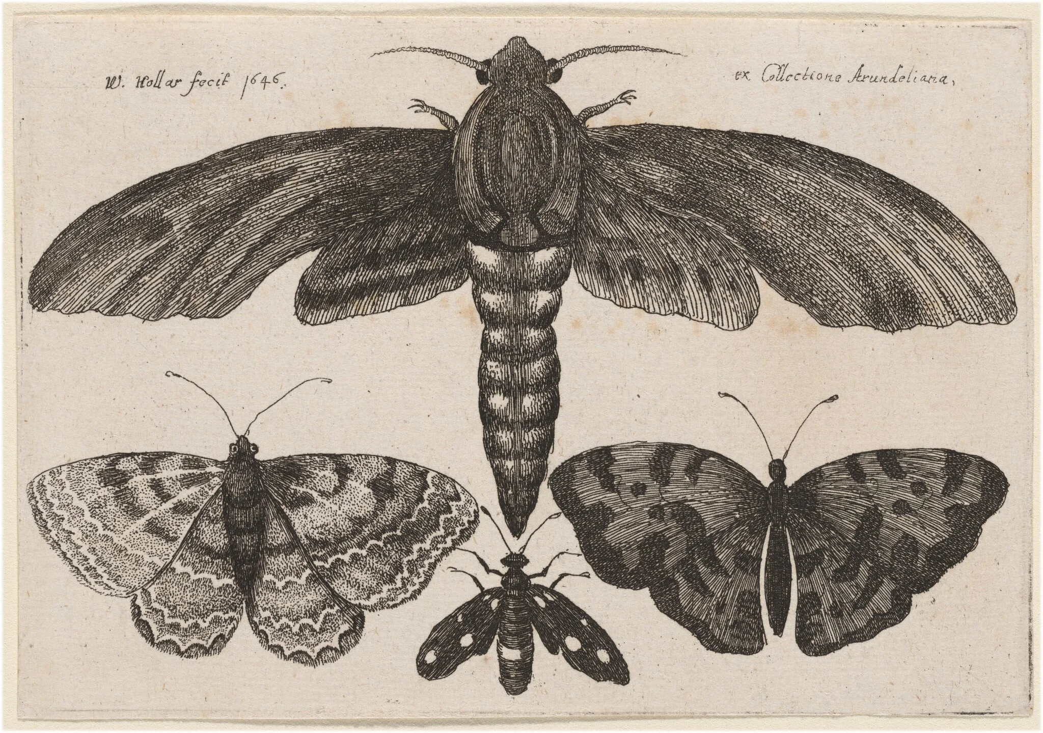 Moth and Three Butterflies, detail