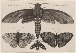 Moth and Three Butterflies, by Wenceslaus Hollar, ink, 1646