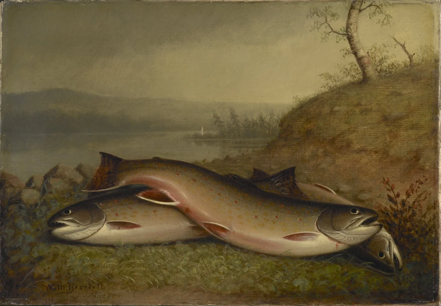 Trout, detail