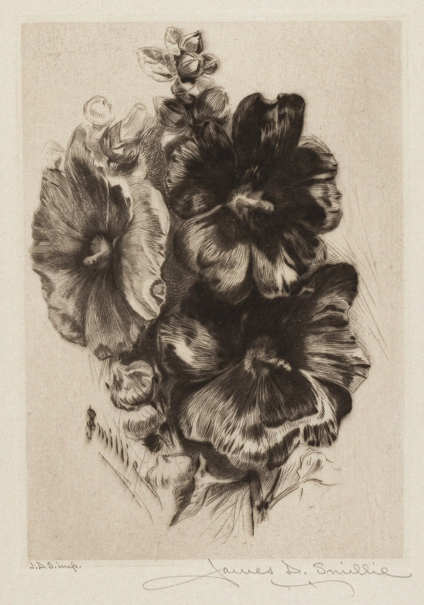Dark Single Hollyhocks, detail