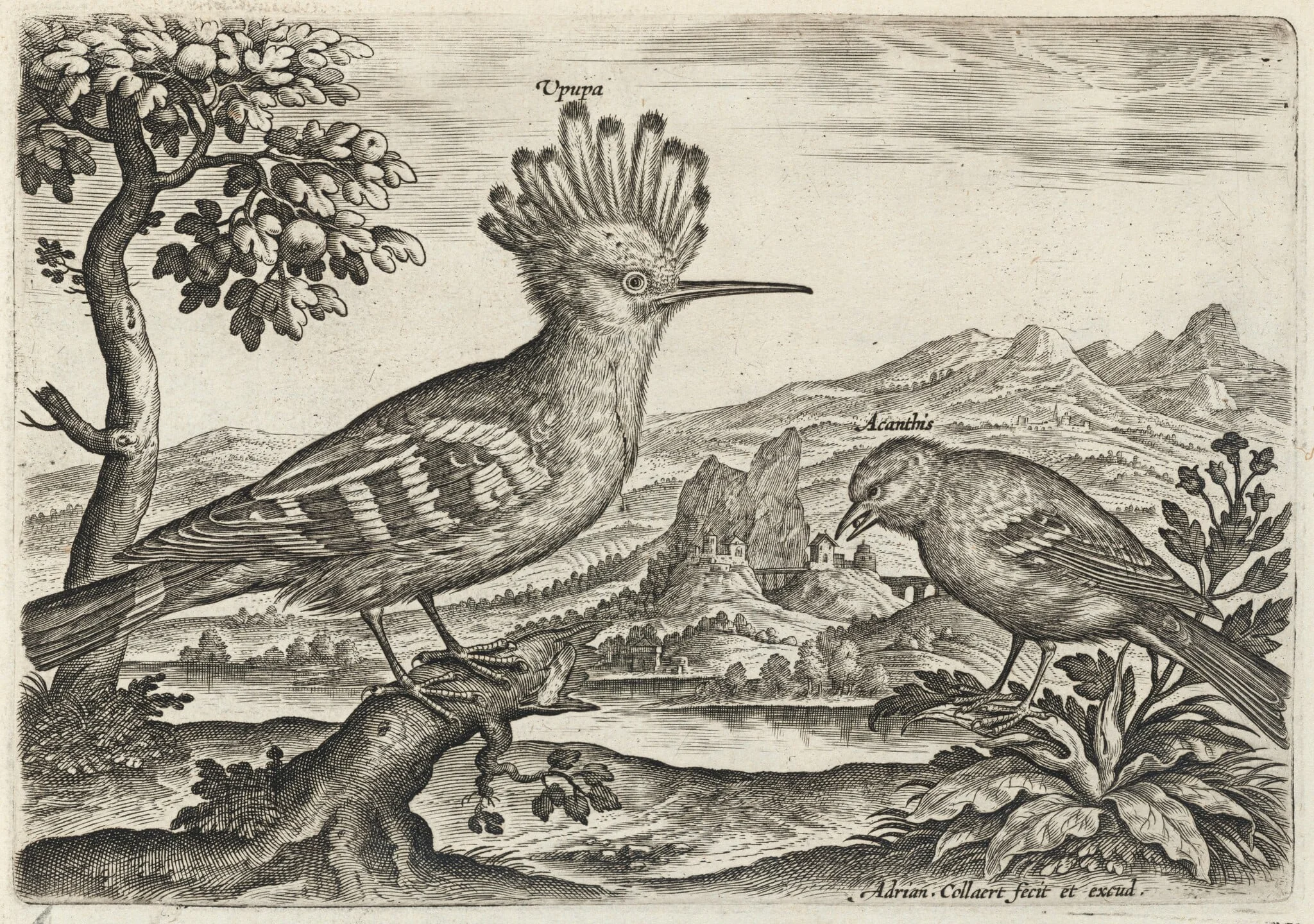 Hoopoe and Linnet, detail