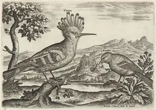 Hoopoe and Linnet, by Adriaen Collaert, ink, 1600