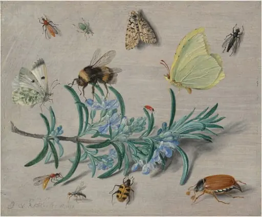 Insects and a Sprig of Rosemary, by Jan van Kessel the Elder, oil, 1653