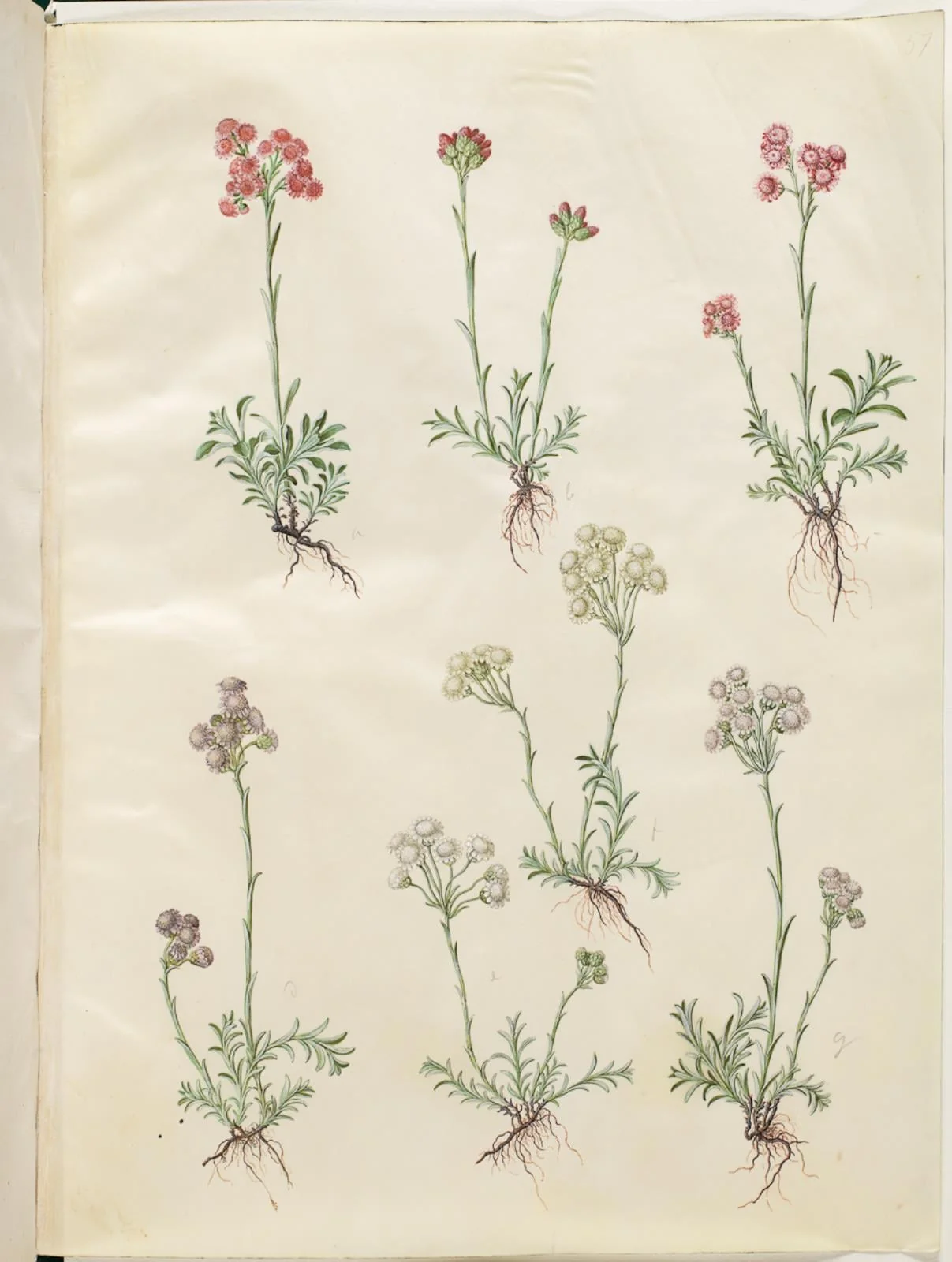 Antennaria dioica (almindelig kattefod), detail