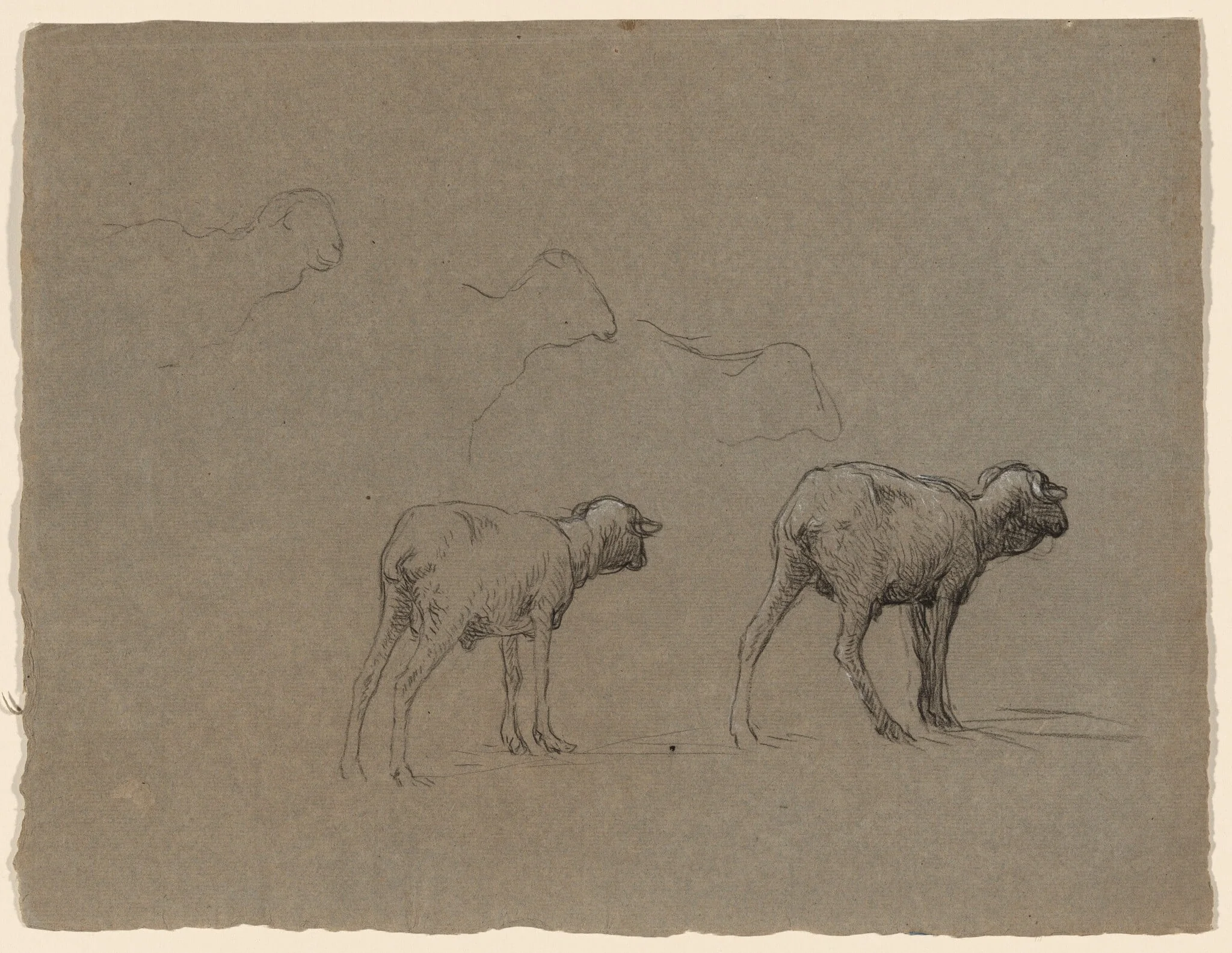 Studies of Sheep, detail