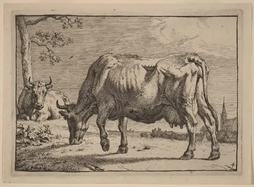 Grazing Cow, by Paulus Potter, ink, 1650