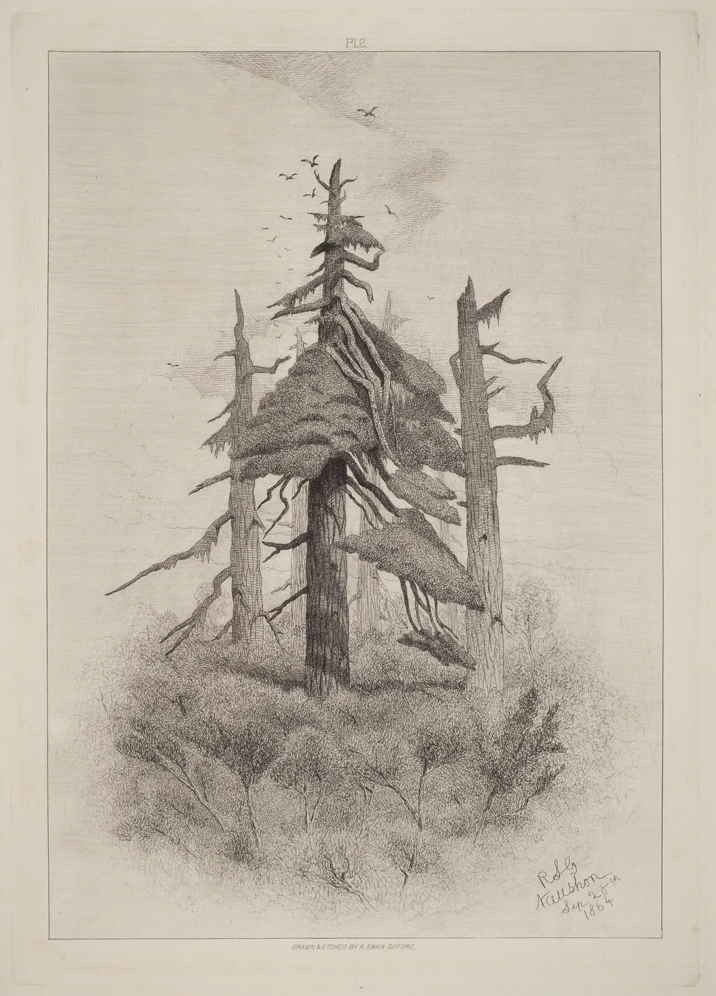 Old Trees at Naushon Island [plate 2], by Robert Swain Gifford, ink, 1865