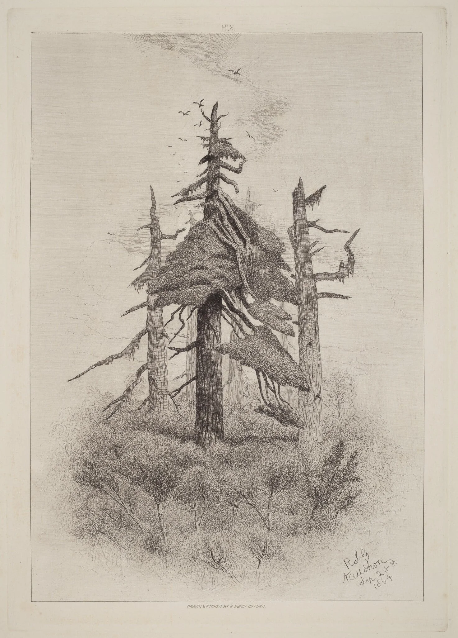 Old Trees at Naushon Island [plate 2], detail
