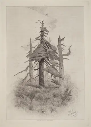 Old Trees at Naushon Island [plate 2], by Robert Swain Gifford, ink, 1865