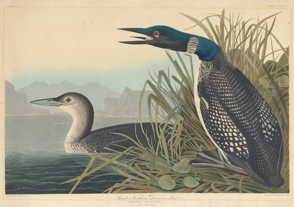 Great Northern Diver or Loon, by Robert Havell Jr., ink, 1836