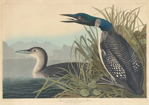 Great Northern Diver or Loon, by Robert Havell Jr., ink, 1836