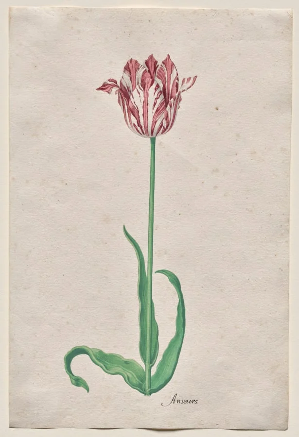 Study of a Tulip (Anvaers), detail