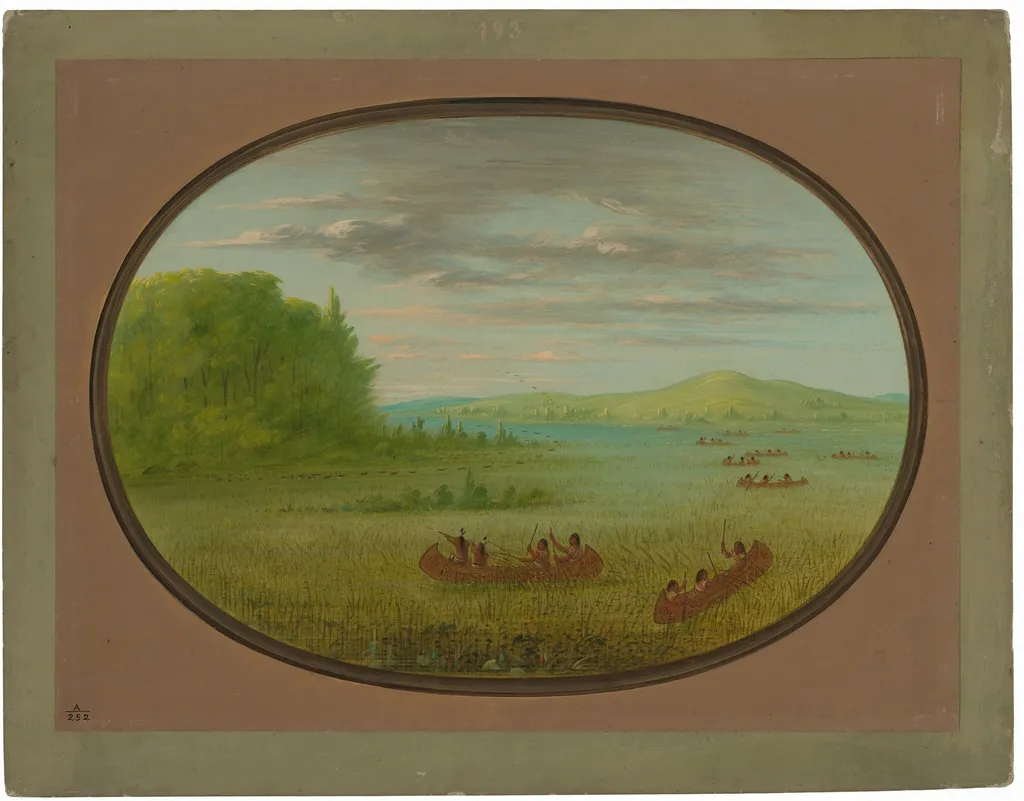 Gathering Wild Rice - Winnebago, by George Catlin, oil, 1865