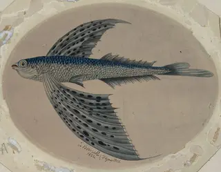 Flying fish, by Bewick, watercolor, 1750