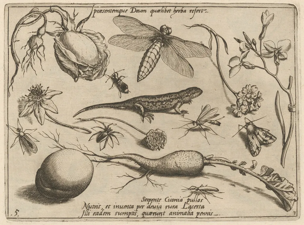 Archetypa studiaque patris Georgii Hoefnagelii [Part 3, Plate 5], by Jacob Hoefnagel, ink, 1592