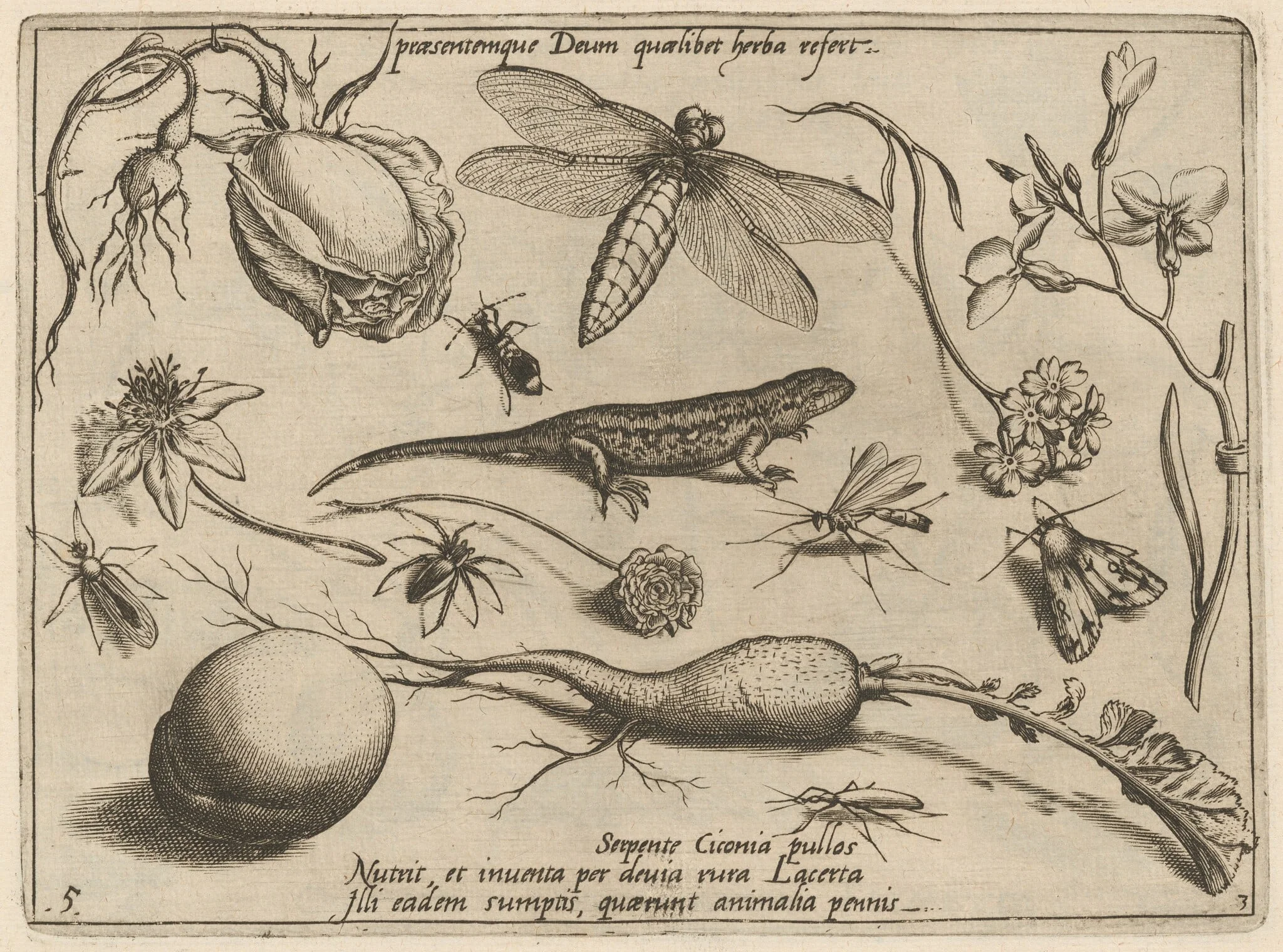 Archetypa studiaque patris Georgii Hoefnagelii [Part 3, Plate 5], detail
