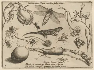 Archetypa studiaque patris Georgii Hoefnagelii [Part 3, Plate 5], by Jacob Hoefnagel, ink, 1592