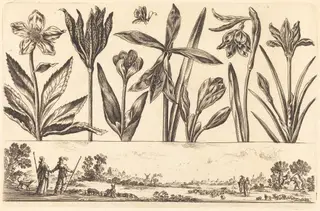 Flower Print no.4, by Nicolas Cochin, ink, 1645