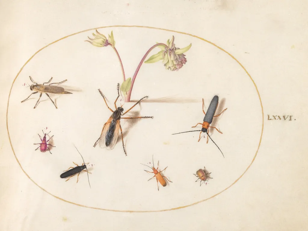 Plate 76: Insects with a Pink and Cream Columbine, by Joris Hoefnagel, gouache, 1594