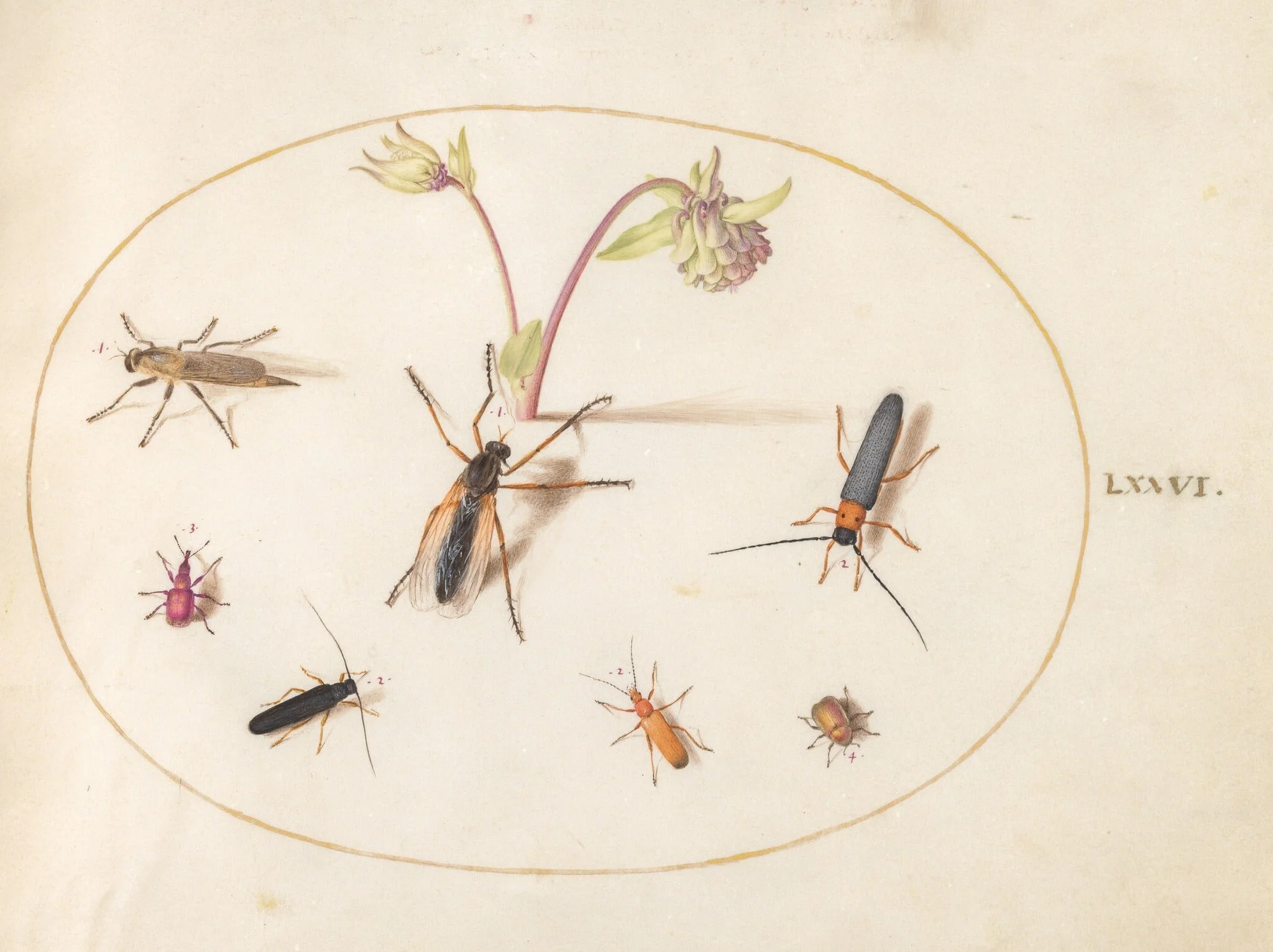 Plate 76: Insects with a Pink and Cream Columbine, detail