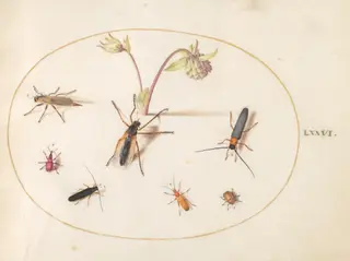 Plate 76: Insects with a Pink and Cream Columbine, by Joris Hoefnagel, gouache, 1594