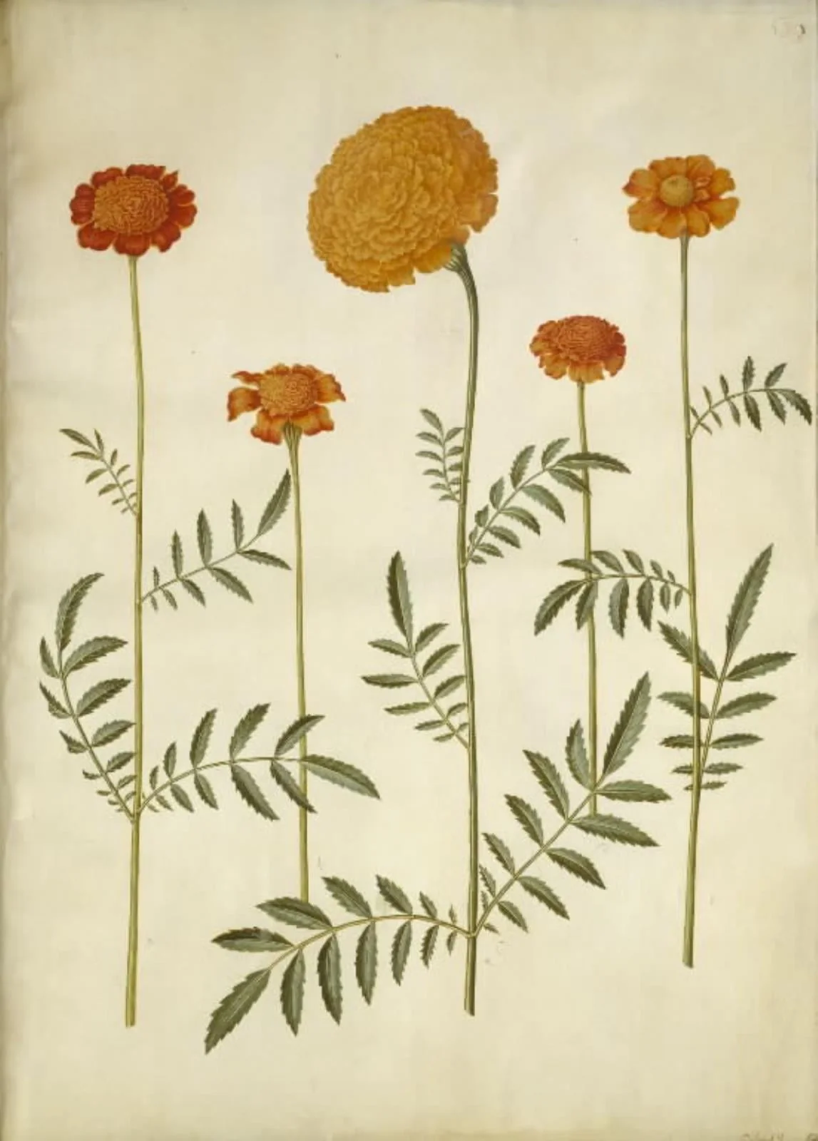 Tagetes patula (udspærret fløjlsblomst); Tagetes erecta (opret fløjlsblomst), detail
