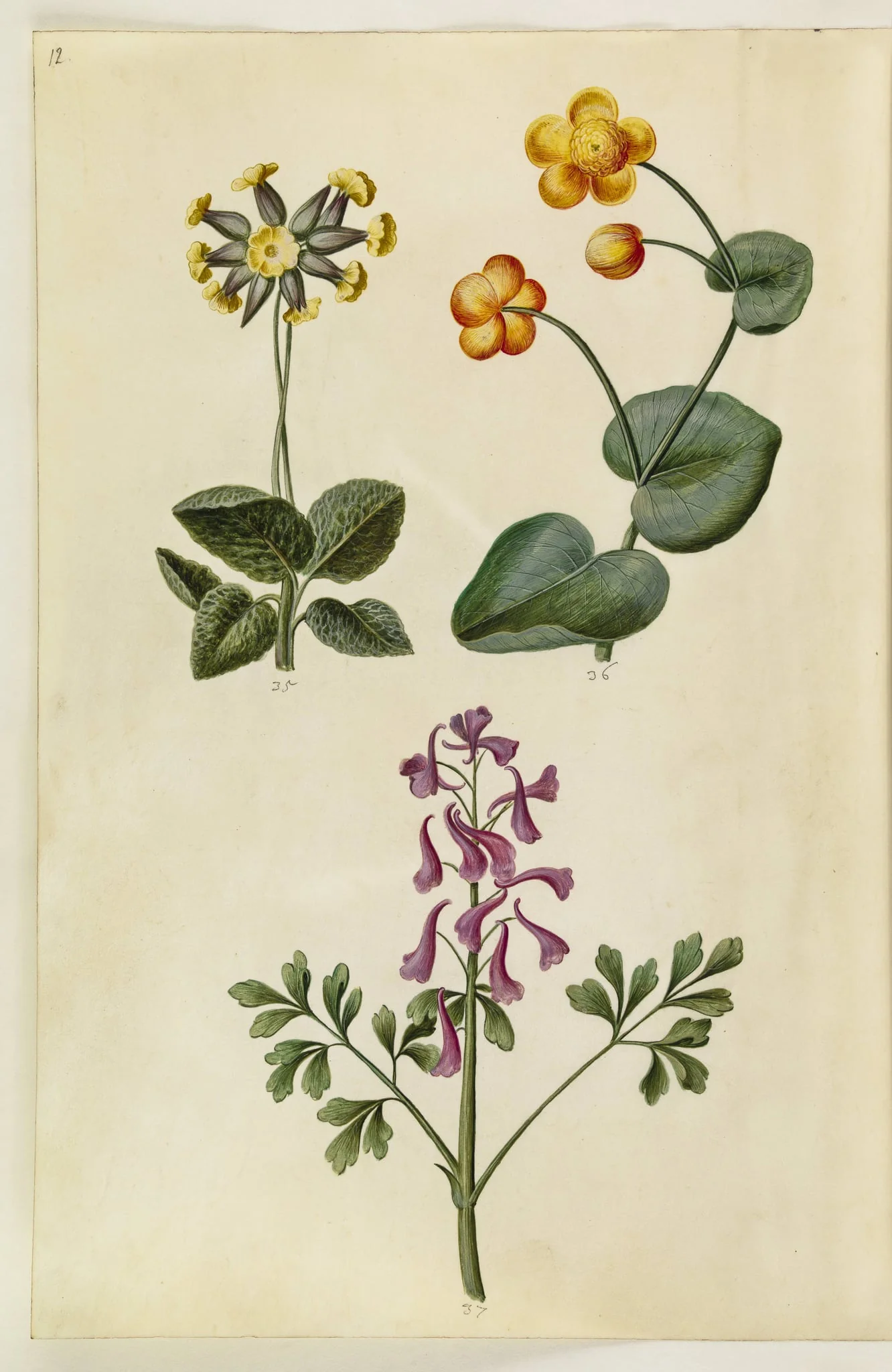 Primula veris (hulkravet kodriver); Caltha palustris (eng-kabbeleje); Corydalis cava (hulrodet lærkespore), detail