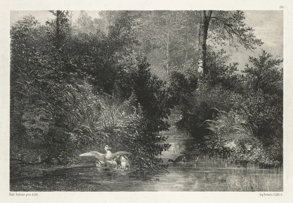 Canards (Ducks), by Karl Bodmer, 1860