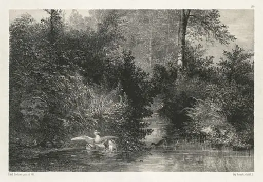 Canards (Ducks), by Karl Bodmer, 1860