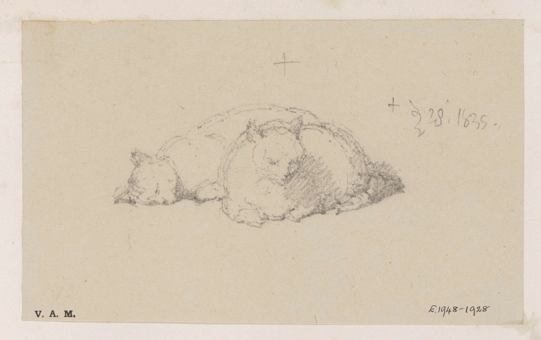 Two cats, detail