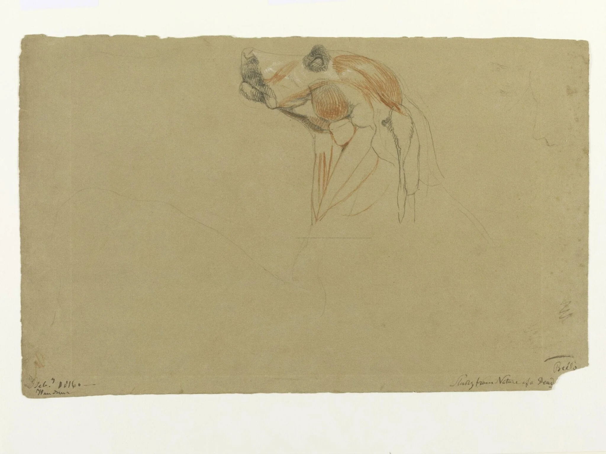 Ecorche drawing of the head of a dog, detail